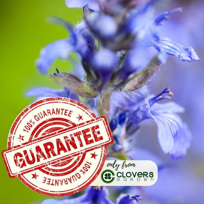 Ajuga Burgundy Glow (Bugleweed) | Two Live Plants | Non-GMO, Shade-Tolerant, Pollinator Favorite