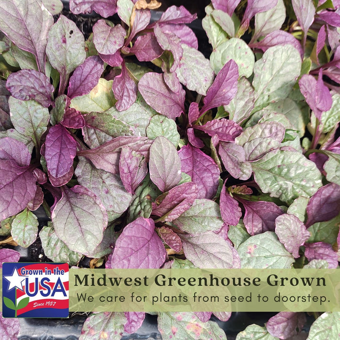 Ajuga Burgundy Glow (Bugleweed) | Two Live Plants | Non-GMO, Shade-Tolerant, Pollinator Favorite