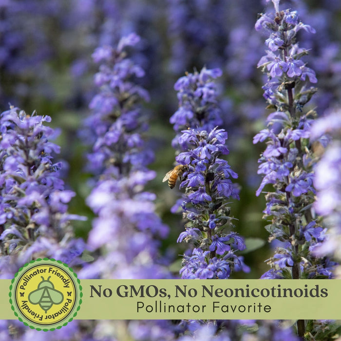Ajuga Burgundy Glow (Bugleweed) | Two Live Plants | Non-GMO, Shade-Tolerant, Pollinator Favorite