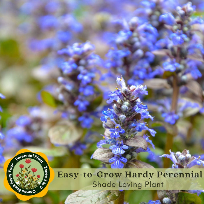 Ajuga Burgundy Glow (Bugleweed) | Two Live Plants | Non-GMO, Shade-Tolerant, Pollinator Favorite