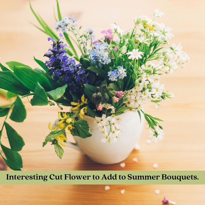 Ajuga Burgundy Glow (Bugleweed) | Two Live Plants | Non-GMO, Shade-Tolerant, Pollinator Favorite