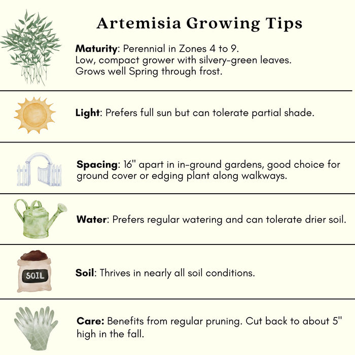 Artemisia Silver Mound | Two Live Perennial Plants | Non-GMO, Perfect Edging Plant, Tolerates Drought