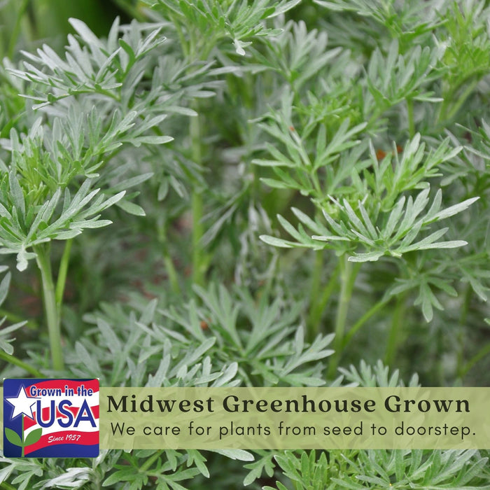 Artemisia Silver Mound | Two Live Perennial Plants | Non-GMO, Perfect Edging Plant, Tolerates Drought