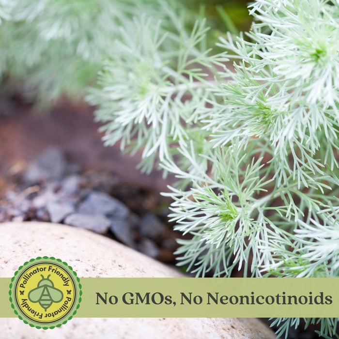 Artemisia Silver Mound | Two Live Perennial Plants | Non-GMO, Perfect Edging Plant, Tolerates Drought