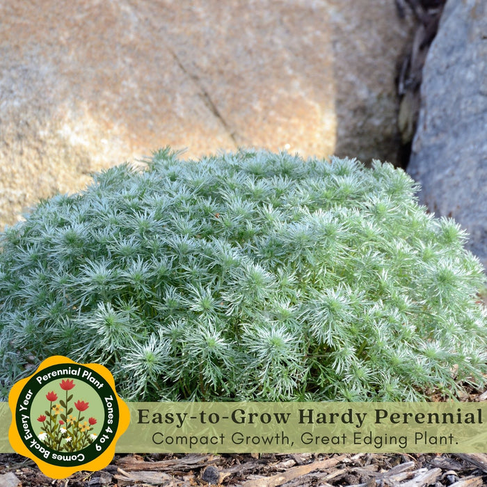 Artemisia Silver Mound | Two Live Perennial Plants | Non-GMO, Perfect Edging Plant, Tolerates Drought