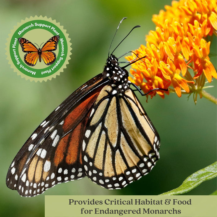Butterfly Milkweed (Asclepias Tuberosa) | Two Live Perennial Plants | Non-GMO, Monarch Favorite, Super Hardy