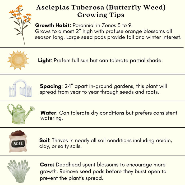 Butterfly Milkweed (Asclepias Tuberosa) | Two Live Perennial Plants | Non-GMO, Monarch Favorite, Super Hardy