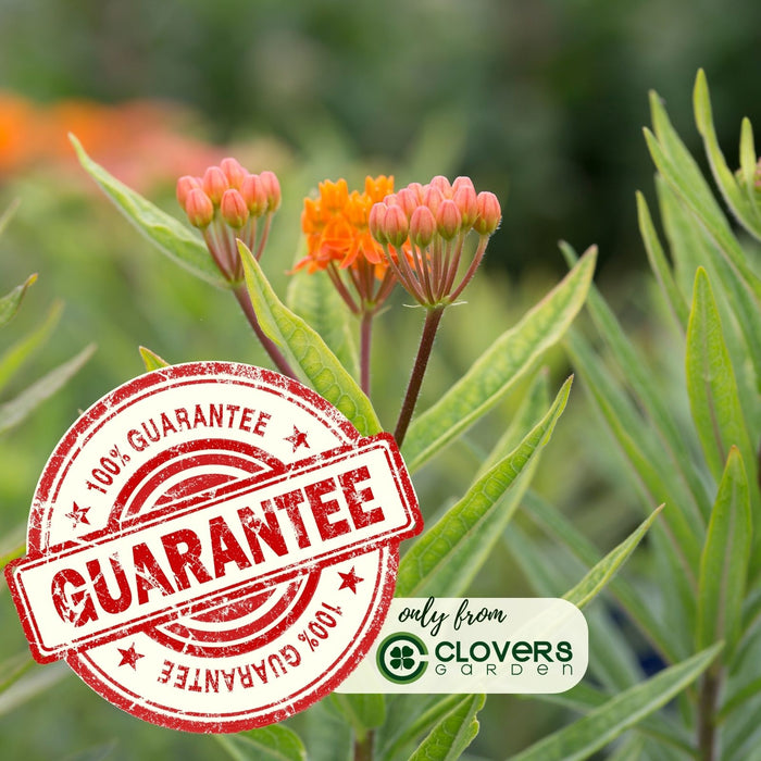 Butterfly Milkweed (Asclepias Tuberosa) | Two Live Perennial Plants | Non-GMO, Monarch Favorite, Super Hardy