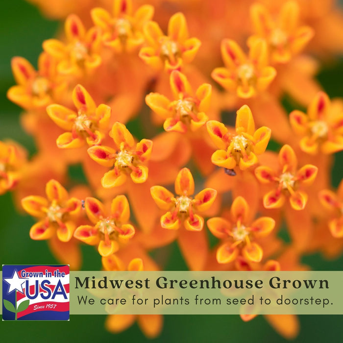 Butterfly Milkweed (Asclepias Tuberosa) | Two Live Perennial Plants | Non-GMO, Monarch Favorite, Super Hardy