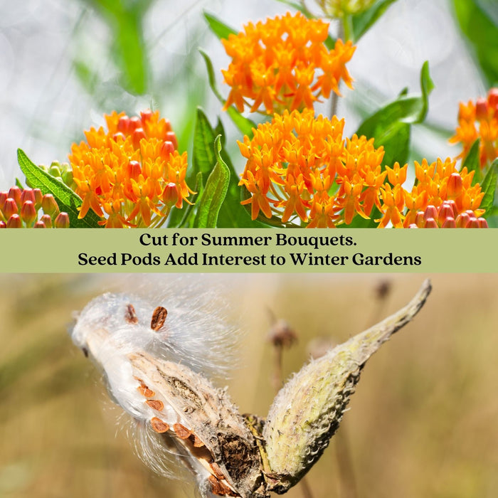 Butterfly Milkweed (Asclepias Tuberosa) | Two Live Perennial Plants | Non-GMO, Monarch Favorite, Super Hardy