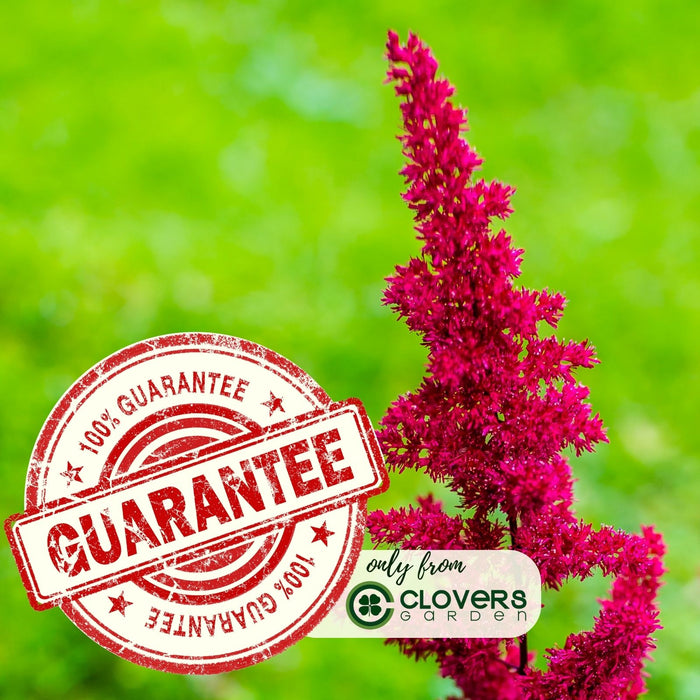 Astilbe Red (Arendsii Fanal) | Two Live Perennial Plants | Non-GMO, Plant in Shade, Pollinator Favorite, Deer Resistant