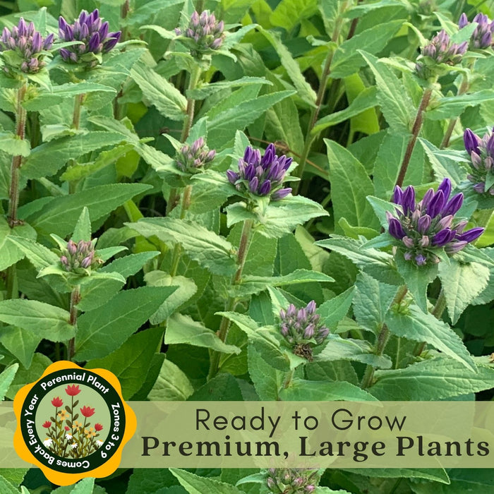 Bee Balm "Balmy Purple" (Monarda) | Two Live Plants | Non-GMO, Hardy Flowering Perennial, Pollinator Favorite