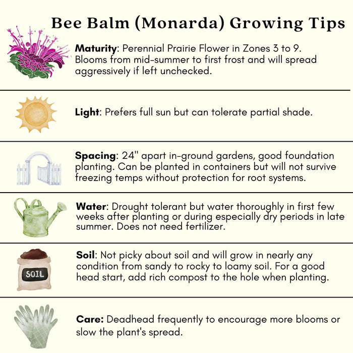Bee Balm "Jacob Kline" (Monarda) | Two Live Plants | Non-GMO, Hardy Flowering Perennial, Pollinator Favorite