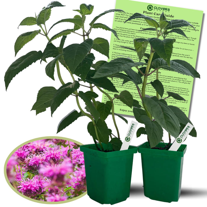 Bee Balm "Balmy Lilac" (Monarda) | Two Live Plants | Non-GMO, Hardy Flowering Perennial, Pollinator Favorite