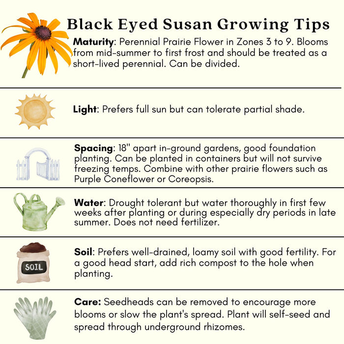 Black Eyed Susan (Rudbeckia) Plants | Two Live Plants | Non-GMO, Hardy Flowering Perennial, Pollinator Favorite