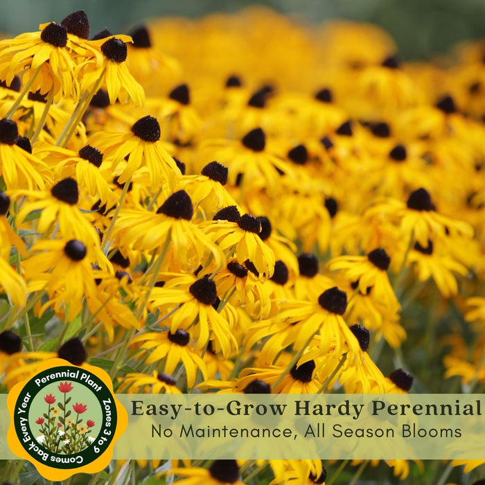 Black Eyed Susan (Rudbeckia) Plants | Two Live Plants | Non-GMO, Hardy Flowering Perennial, Pollinator Favorite