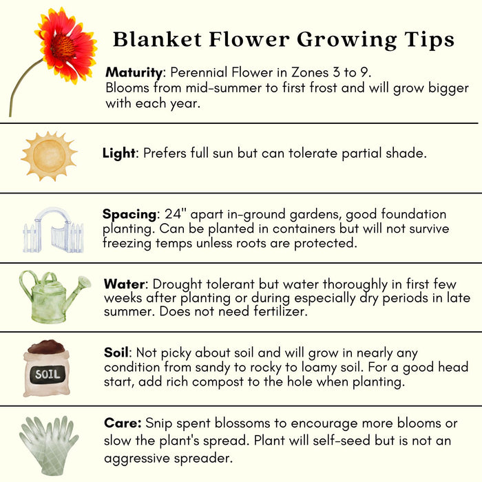 Blanket Flower Arizona Sun (Gaillardia)  | Two Live Plants | Non-GMO, Hardy Flowering Perennial, Pollinator Favorite