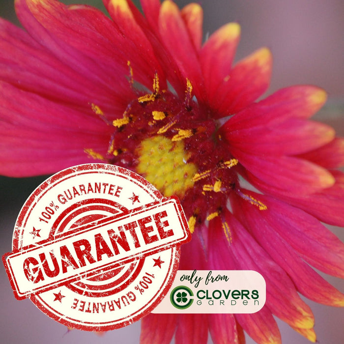 Blanket Flower Arizona Red Shades (Gaillardia)  | Two Live Plants | Non-GMO, Hardy Flowering Perennial