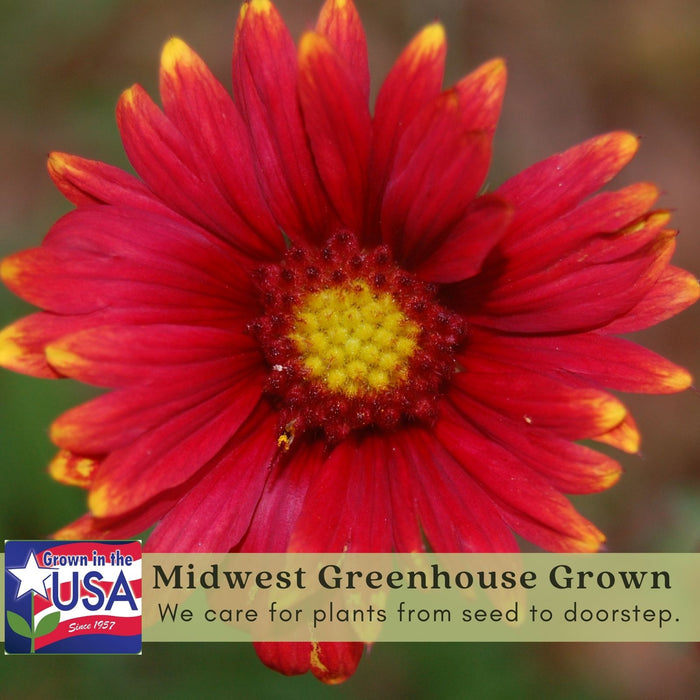 Blanket Flower Arizona Red Shades (Gaillardia)  | Two Live Plants | Non-GMO, Hardy Flowering Perennial