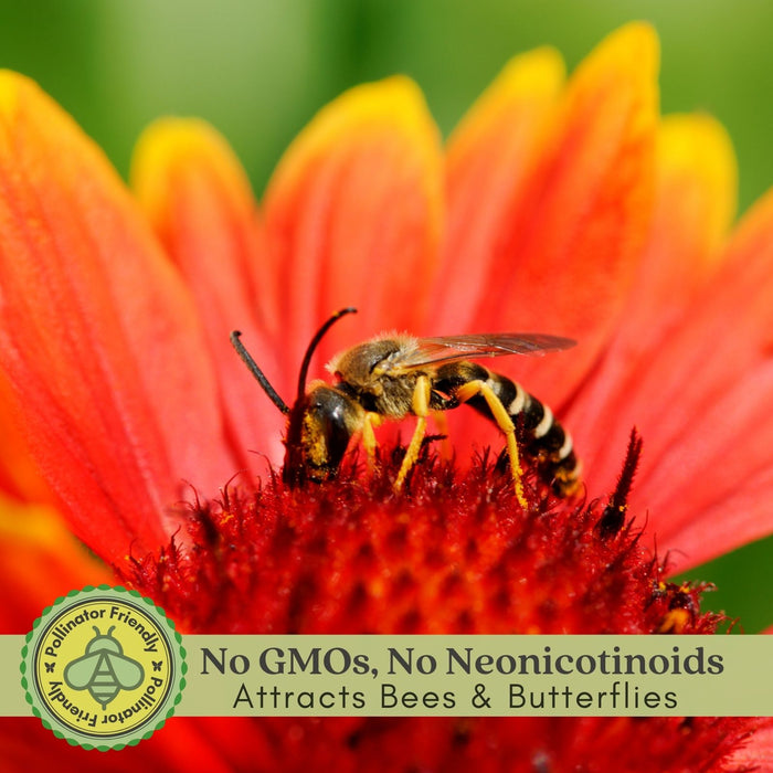 Blanket Flower Arizona Red Shades (Gaillardia)  | Two Live Plants | Non-GMO, Hardy Flowering Perennial