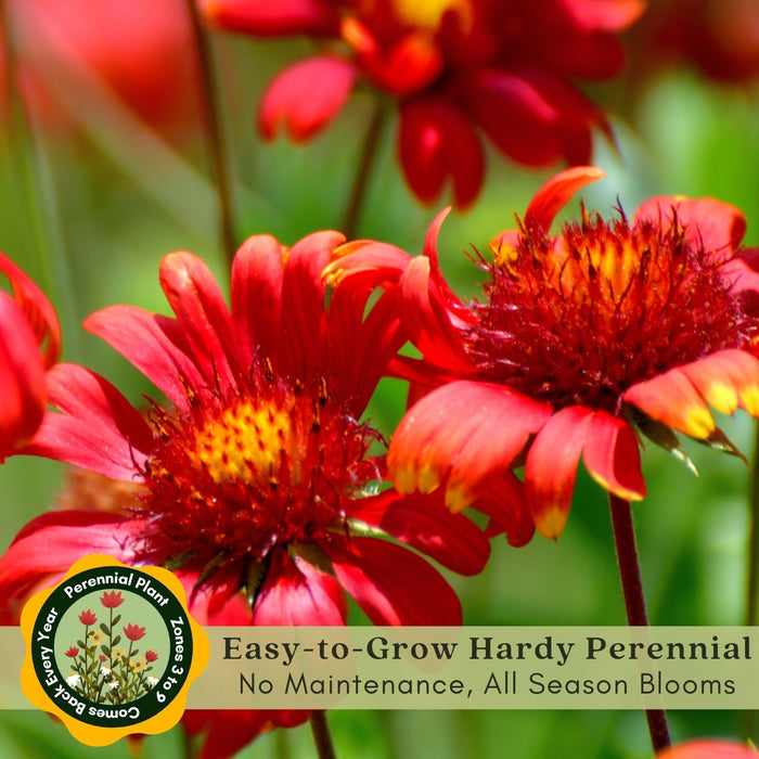 Blanket Flower Arizona Red Shades (Gaillardia)  | Two Live Plants | Non-GMO, Hardy Flowering Perennial