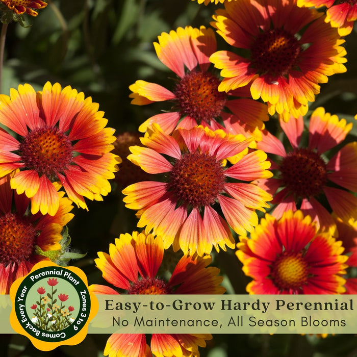 Blanket Flower "Arizona Sun" (Gaillardia)  | Two Live Plants | Non-GMO, Hardy Flowering Perennial, Pollinator Favorite