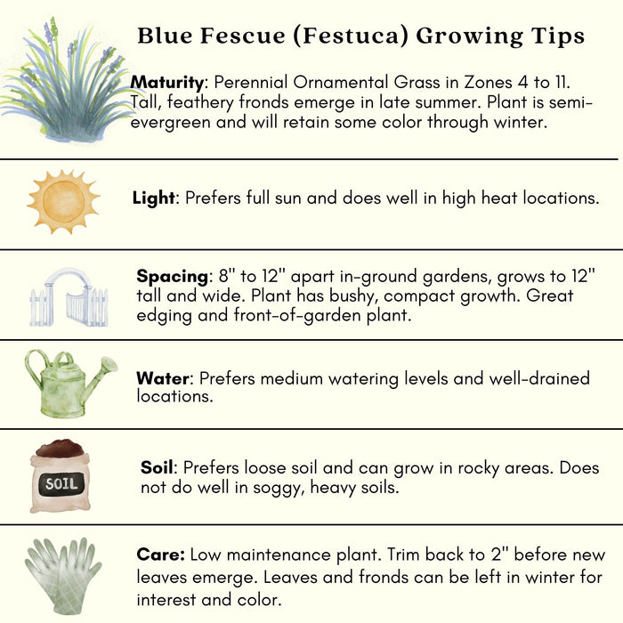 Blue Fescue (Festuca Elijah Blue) | Two Live Perennial Plants | Non-GMO, Low Growth Ornamental Grass