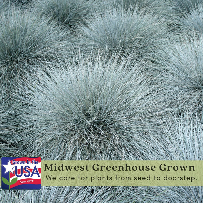 Blue Fescue (Festuca Elijah Blue) | Two Live Perennial Plants | Non-GMO, Low Growth Ornamental Grass