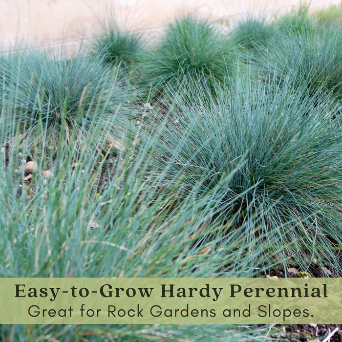 Blue Fescue (Festuca Elijah Blue) | Two Live Perennial Plants | Non-GMO, Low Growth Ornamental Grass