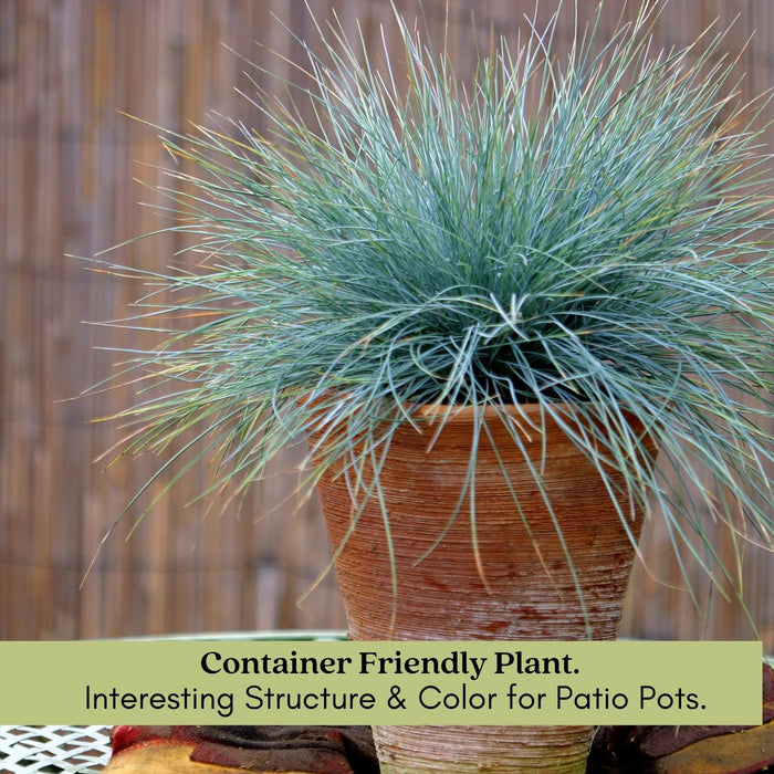 Blue Fescue (Festuca Elijah Blue) | Two Live Perennial Plants | Non-GMO, Low Growth Ornamental Grass