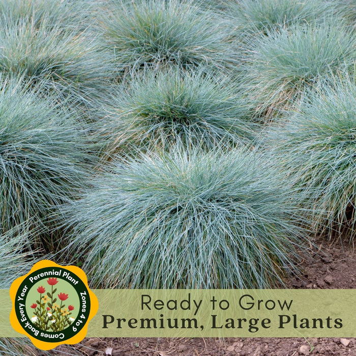 Blue Fescue (Festuca Elijah Blue) | Two Live Perennial Plants | Non-GMO, Low Growth Ornamental Grass