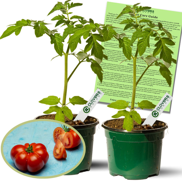 Brandywine Red Tomato Plants | Two Live Garden Plants | Non-GMO, Indeterminate, Heirloom