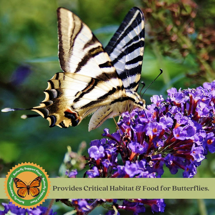 Buddleia Nanho Blue (Butterfly Bush) | Two Live Plants | Non-GMO, Large Flowering Shrub, Cottage Garden Must-Have, Pollinator Favorite