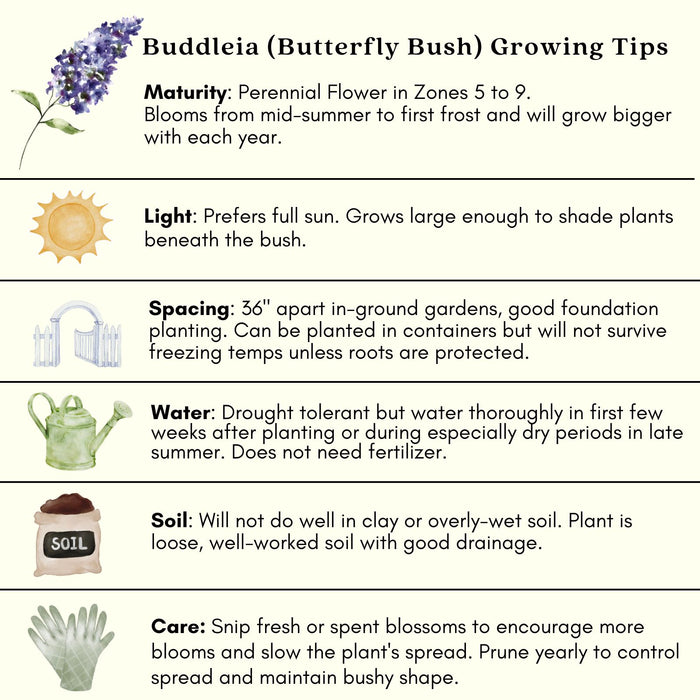 Buddleia Nanho Blue (Butterfly Bush) | Two Live Plants | Non-GMO, Large Flowering Shrub, Cottage Garden Must-Have, Pollinator Favorite