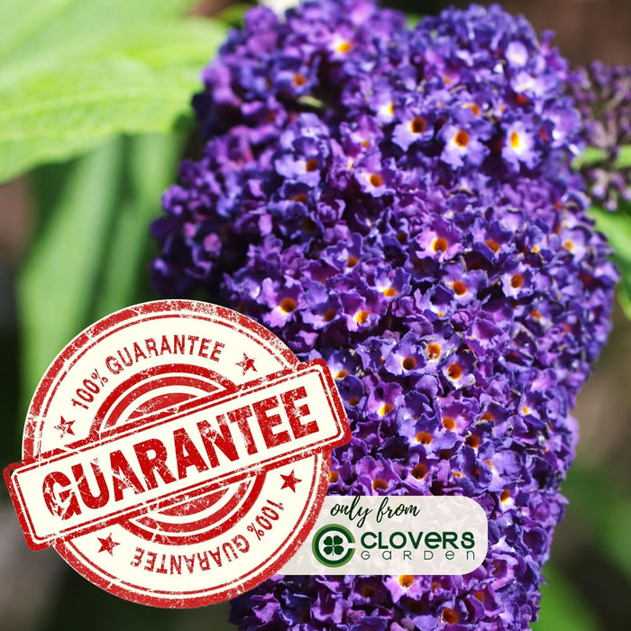 Buddleia Nanho Blue (Butterfly Bush) | Two Live Plants | Non-GMO, Large Flowering Shrub, Cottage Garden Must-Have, Pollinator Favorite