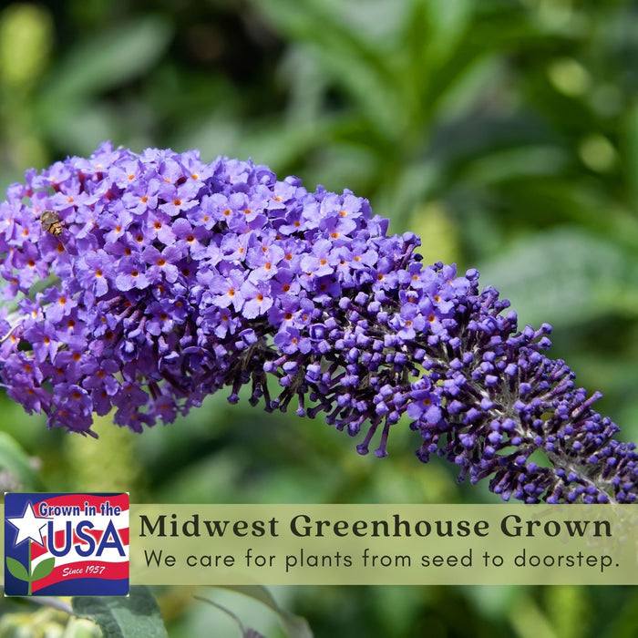 Buddleia Nanho Blue (Butterfly Bush) | Two Live Plants | Non-GMO, Large Flowering Shrub, Cottage Garden Must-Have, Pollinator Favorite