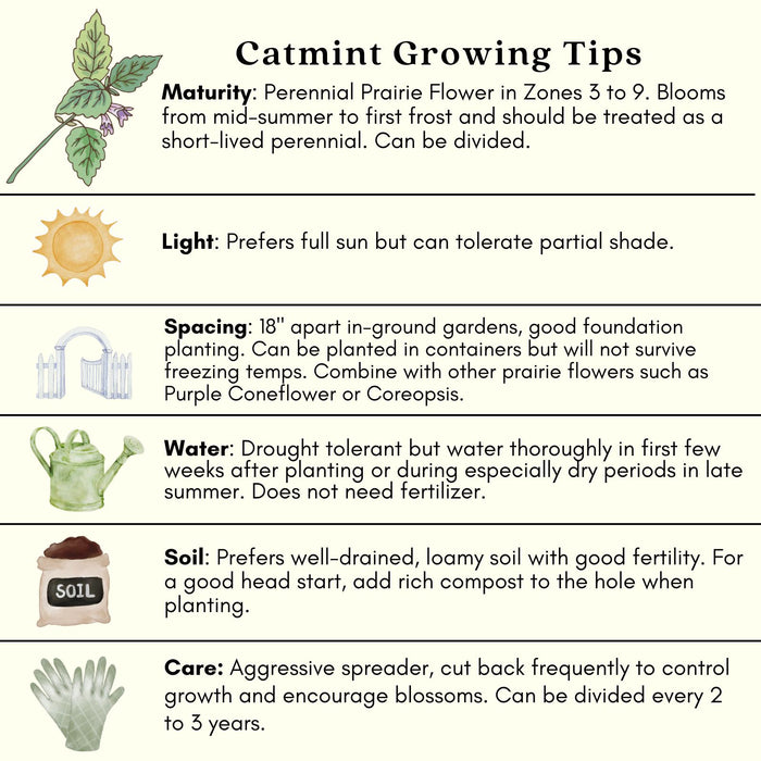 Catmint (Nepeta) Plants | Two Live Plants | Non-GMO, Hardy Flowering Perennial Herb, Pollinator Favorite