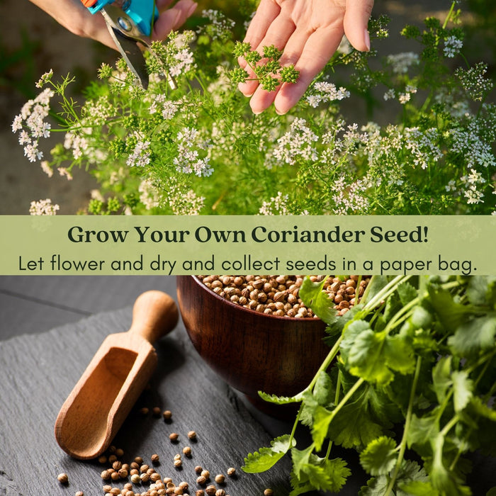 Santo Cilantro | Two Live Herb Plants | Non-GMO, Slow to Bolt, Mexican Cuisine Must-Have