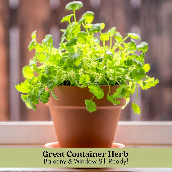Santo Cilantro | Two Live Herb Plants | Non-GMO, Slow to Bolt, Mexican Cuisine Must-Have