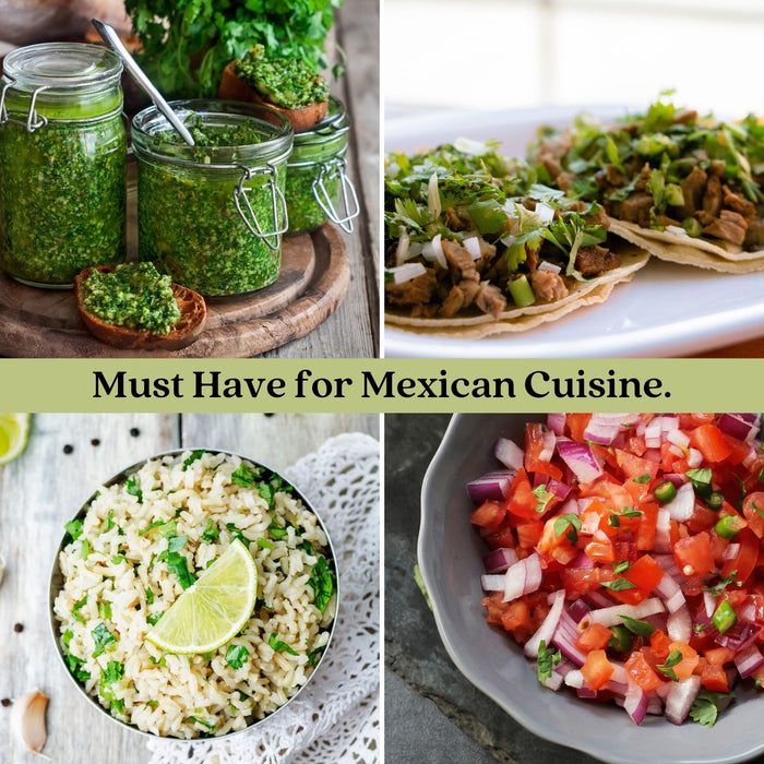 Santo Cilantro | Two Live Herb Plants | Non-GMO, Slow to Bolt, Mexican Cuisine Must-Have