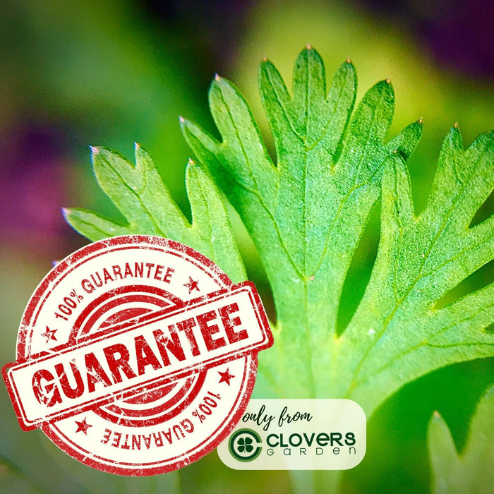 Santo Cilantro | Two Live Herb Plants | Non-GMO, Slow to Bolt, Mexican Cuisine Must-Have