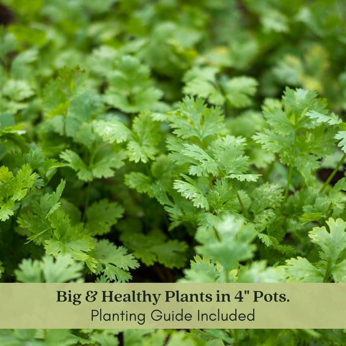 Santo Cilantro | Two Live Herb Plants | Non-GMO, Slow to Bolt, Mexican Cuisine Must-Have