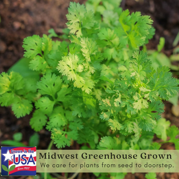 Santo Cilantro | Two Live Herb Plants | Non-GMO, Slow to Bolt, Mexican Cuisine Must-Have