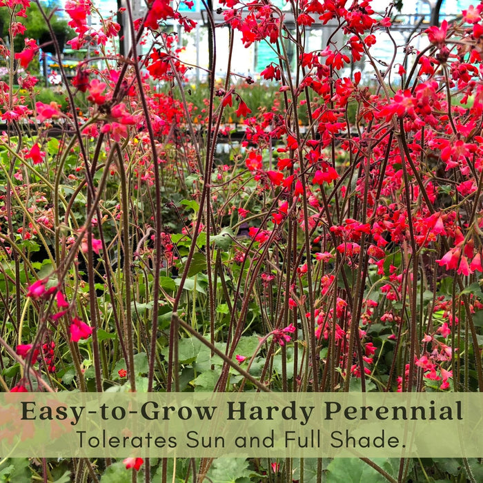 Coral Bells (Heuchera) | Two Live Perennial Plants | Non-GMO, Compact Plant Tolerates Sun and Shade, Pollinator Favorite