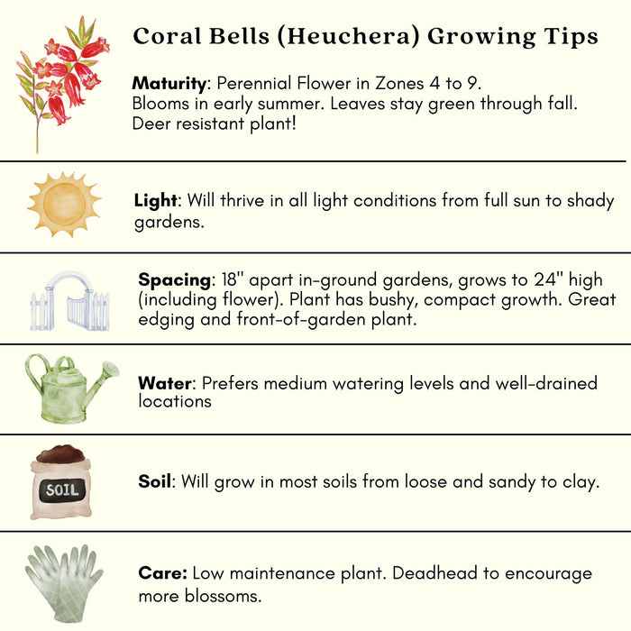 Coral Bells (Heuchera) | Two Live Perennial Plants | Non-GMO, Compact Plant Tolerates Sun and Shade, Pollinator Favorite