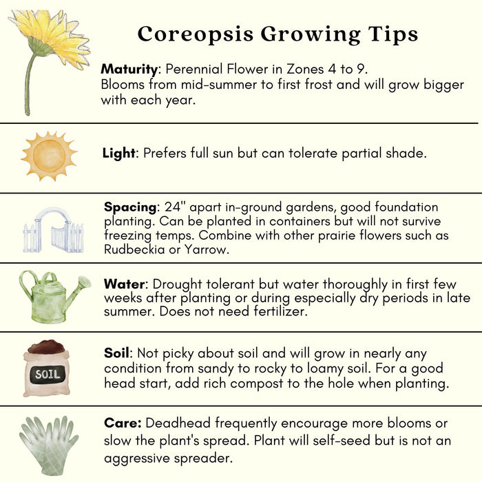 Coreopsis "Moonbeam" (Tickseed) Plants | Two Live Plants | Non-GMO, Hardy Flowering Perennial, Pollinator Favorite