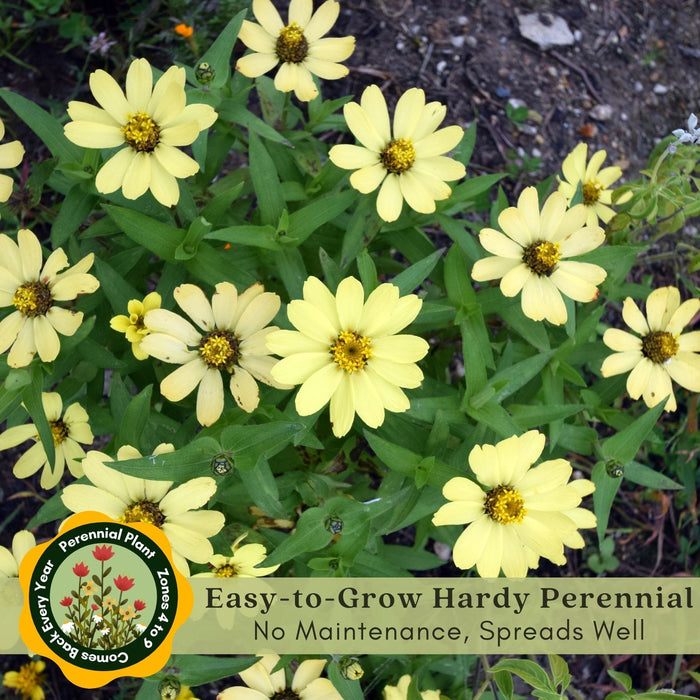 Coreopsis "Moonbeam" (Tickseed) Plants | Two Live Plants | Non-GMO, Hardy Flowering Perennial, Pollinator Favorite