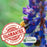 Delphinium Black Knight (Larkspur) | Two Live Perennial Plants | Non-GMO, Large Flower Spikes that Bloom All Summer