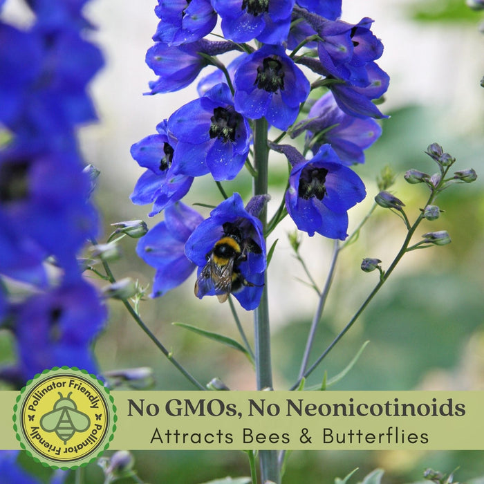 Delphinium Black Knight (Larkspur) | Two Live Perennial Plants | Non-GMO, Large Flower Spikes that Bloom All Summer