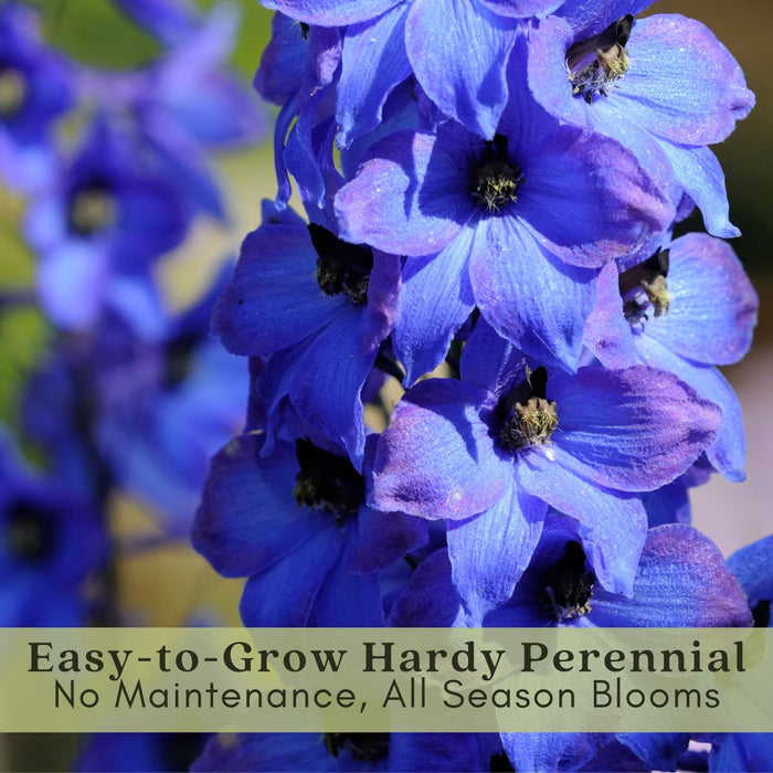 Delphinium Black Knight (Larkspur) | Two Live Perennial Plants | Non-GMO, Large Flower Spikes that Bloom All Summer